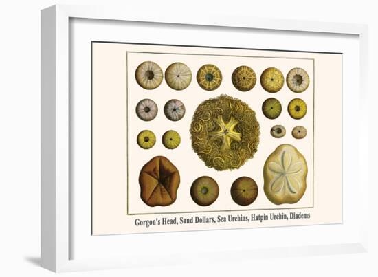 Gorgon's Head, Sand Dollars, Sea Urchins, Hatpin Urchin, Diadems-Albertus Seba-Framed Art Print