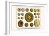 Gorgon's Head, Sand Dollars, Sea Urchins, Hatpin Urchin, Diadems-Albertus Seba-Framed Art Print