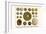 Gorgon's Head, Sand Dollars, Sea Urchins, Hatpin Urchin, Diadems-Albertus Seba-Framed Art Print