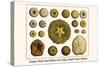 Gorgon's Head, Sand Dollars, Sea Urchins, Hatpin Urchin, Diadems-Albertus Seba-Stretched Canvas