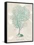 Gorgonia Granulata on Linen Sea Foam-Wild Apple Portfolio-Framed Stretched Canvas