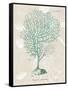 Gorgonia Granulata on Linen Sea Foam-Wild Apple Portfolio-Framed Stretched Canvas