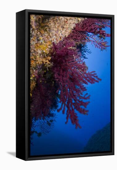 Gorgonian Coral on Rock Face Covered with Yellow Encrusting Anemones, Sponges and Corals, Corsica-Pitkin-Framed Stretched Canvas