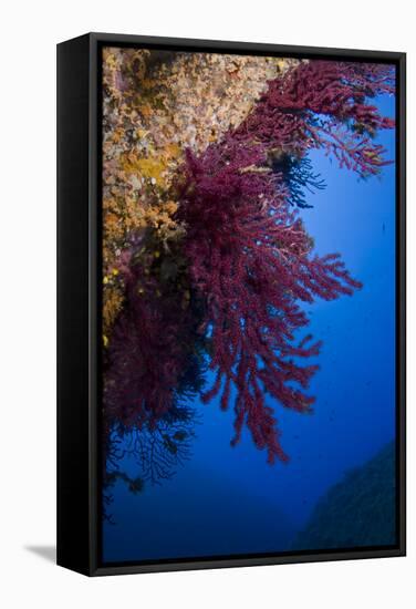 Gorgonian Coral on Rock Face Covered with Yellow Encrusting Anemones, Sponges and Corals, Corsica-Pitkin-Framed Stretched Canvas