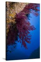 Gorgonian Coral on Rock Face Covered with Yellow Encrusting Anemones, Sponges and Corals, Corsica-Pitkin-Stretched Canvas