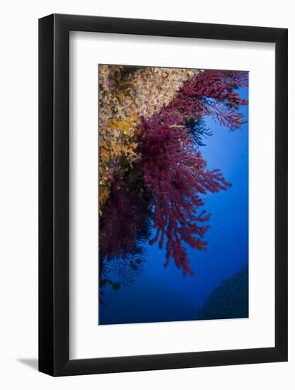 Gorgonian Coral on Rock Face Covered with Yellow Encrusting Anemones, Sponges and Corals, Corsica-Pitkin-Framed Photographic Print