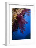 Gorgonian Coral on Rock Face Covered with Yellow Encrusting Anemones, Sponges and Corals, Corsica-Pitkin-Framed Photographic Print