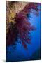 Gorgonian Coral on Rock Face Covered with Yellow Encrusting Anemones, Sponges and Corals, Corsica-Pitkin-Mounted Photographic Print
