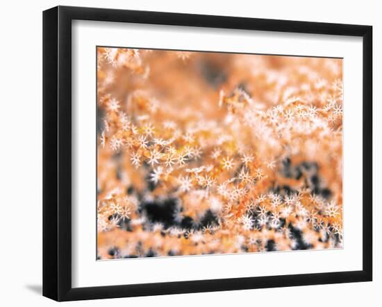 Gorgonian Coral-Ihoko Saito/ Toshiyuki Tajima-Framed Premium Photographic Print