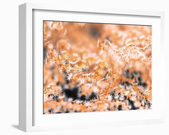 Gorgonian Coral-Ihoko Saito/ Toshiyuki Tajima-Framed Premium Photographic Print