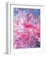 Gorgonian Coral-Ihoko Saito/ Toshiyuki Tajima-Framed Photographic Print