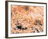 Gorgonian Coral-Ihoko Saito/ Toshiyuki Tajima-Framed Photographic Print