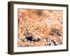 Gorgonian Coral-Ihoko Saito/ Toshiyuki Tajima-Framed Photographic Print