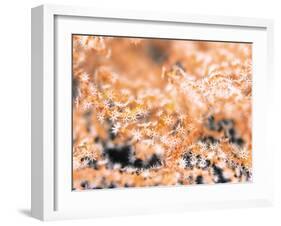 Gorgonian Coral-Ihoko Saito/ Toshiyuki Tajima-Framed Photographic Print