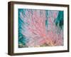 Gorgonian Coral-Ihoko Saito/ Toshiyuki Tajima-Framed Photographic Print