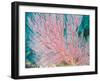 Gorgonian Coral-Ihoko Saito/ Toshiyuki Tajima-Framed Photographic Print