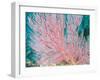 Gorgonian Coral-Ihoko Saito/ Toshiyuki Tajima-Framed Photographic Print