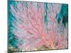 Gorgonian Coral-Ihoko Saito/ Toshiyuki Tajima-Mounted Photographic Print