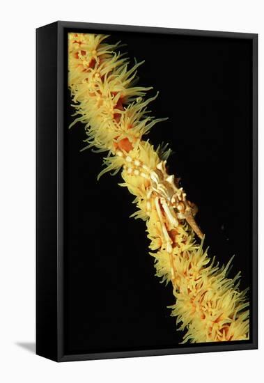 Gorgonian Crab (Xenocarcinus Tuberculatus), Indonesia, Indo-Pacific Ocean.-Reinhard Dirscherl-Framed Stretched Canvas