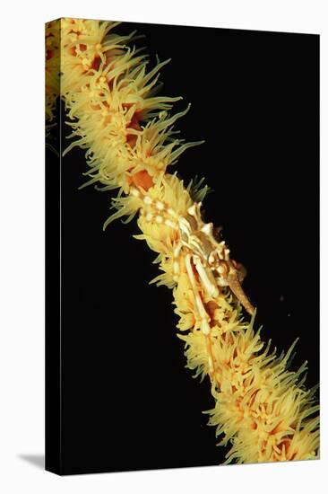 Gorgonian Crab (Xenocarcinus Tuberculatus), Indonesia, Indo-Pacific Ocean.-Reinhard Dirscherl-Stretched Canvas