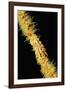 Gorgonian Crab (Xenocarcinus Tuberculatus), Indonesia, Indo-Pacific Ocean.-Reinhard Dirscherl-Framed Photographic Print