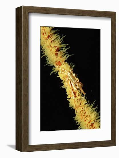 Gorgonian Crab (Xenocarcinus Tuberculatus), Indonesia, Indo-Pacific Ocean.-Reinhard Dirscherl-Framed Photographic Print