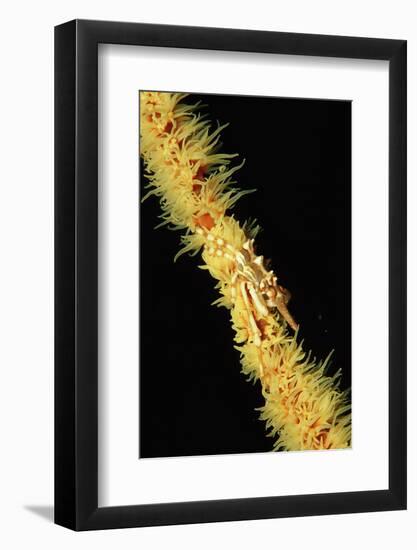 Gorgonian Crab (Xenocarcinus Tuberculatus), Indonesia, Indo-Pacific Ocean.-Reinhard Dirscherl-Framed Photographic Print