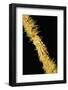 Gorgonian Crab (Xenocarcinus Tuberculatus), Indonesia, Indo-Pacific Ocean.-Reinhard Dirscherl-Framed Photographic Print