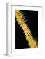 Gorgonian Crab (Xenocarcinus Tuberculatus), Indonesia, Indo-Pacific Ocean.-Reinhard Dirscherl-Framed Photographic Print