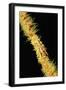 Gorgonian Crab (Xenocarcinus Tuberculatus), Indonesia, Indo-Pacific Ocean.-Reinhard Dirscherl-Framed Photographic Print