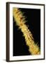 Gorgonian Crab (Xenocarcinus Tuberculatus), Indonesia, Indo-Pacific Ocean.-Reinhard Dirscherl-Framed Photographic Print