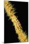 Gorgonian Crab (Xenocarcinus Tuberculatus), Indonesia, Indo-Pacific Ocean.-Reinhard Dirscherl-Mounted Photographic Print