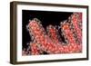 Gorgonian Fan (Melithaeidae) Polyps Open and Feeding, Queensland, Australia, Pacific-Louise Murray-Framed Photographic Print