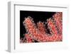 Gorgonian Fan (Melithaeidae) Polyps Open and Feeding, Queensland, Australia, Pacific-Louise Murray-Framed Photographic Print