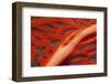 Gorgonian Goby (Braninops Amplus)-Reinhard Dirscherl-Framed Photographic Print