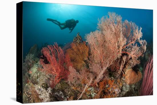 Gorgonian Sea Fans on a Reef in Raja Ampat, West Papua, Indonesia-null-Stretched Canvas