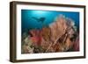 Gorgonian Sea Fans on a Reef in Raja Ampat, West Papua, Indonesia-null-Framed Photographic Print