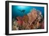 Gorgonian Sea Fans on a Reef in Raja Ampat, West Papua, Indonesia-null-Framed Photographic Print