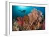 Gorgonian Sea Fans on a Reef in Raja Ampat, West Papua, Indonesia-null-Framed Photographic Print