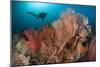 Gorgonian Sea Fans on a Reef in Raja Ampat, West Papua, Indonesia-null-Mounted Photographic Print