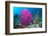 Gorgonian sea fans on coral reef at Raja Ampat, Indonesia-Georgette Douwma-Framed Photographic Print