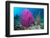 Gorgonian sea fans on coral reef at Raja Ampat, Indonesia-Georgette Douwma-Framed Photographic Print