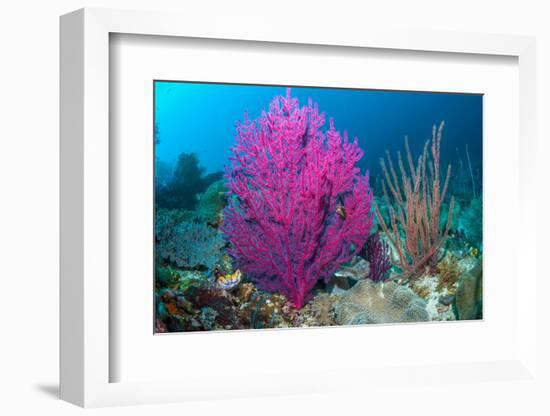 Gorgonian sea fans on coral reef at Raja Ampat, Indonesia-Georgette Douwma-Framed Photographic Print