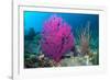 Gorgonian sea fans on coral reef at Raja Ampat, Indonesia-Georgette Douwma-Framed Photographic Print