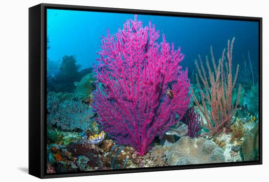 Gorgonian sea fans on coral reef at Raja Ampat, Indonesia-Georgette Douwma-Framed Stretched Canvas