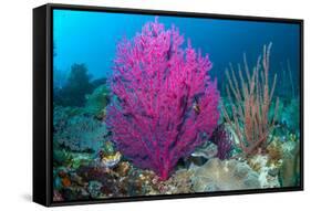 Gorgonian sea fans on coral reef at Raja Ampat, Indonesia-Georgette Douwma-Framed Stretched Canvas