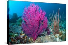 Gorgonian sea fans on coral reef at Raja Ampat, Indonesia-Georgette Douwma-Stretched Canvas