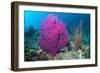 Gorgonian sea fans on coral reef at Raja Ampat, Indonesia-Georgette Douwma-Framed Photographic Print