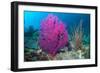 Gorgonian sea fans on coral reef at Raja Ampat, Indonesia-Georgette Douwma-Framed Photographic Print