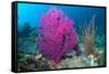 Gorgonian sea fans on coral reef at Raja Ampat, Indonesia-Georgette Douwma-Framed Stretched Canvas